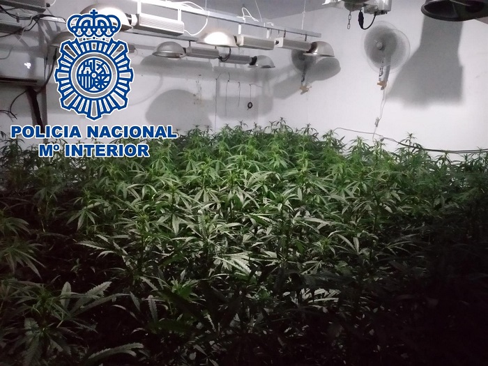 La marihuana era cultivada en una vivienda de Sanlúcar de Barrameda