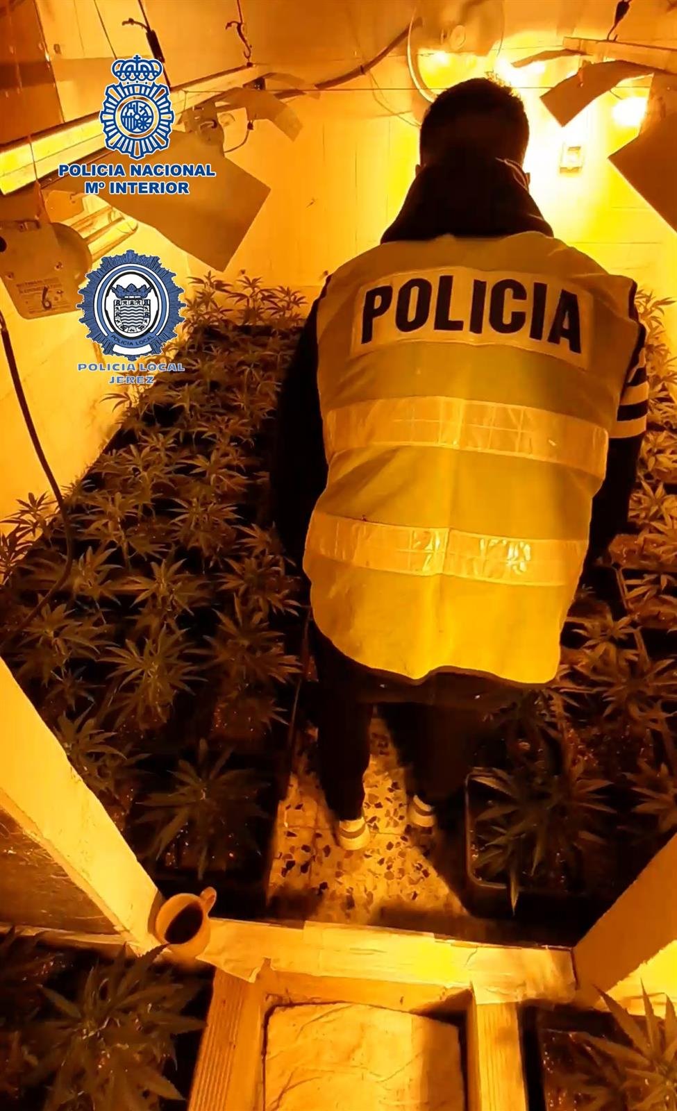 Los agentes localizaron las plantas de marihuana en el interior de una vivienda de Jerez.