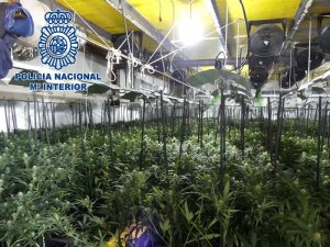 Cuatro detenidos en Arcos tras desmantelar una plantación de marihuana