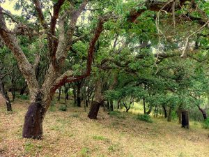 Los Montes de Propios de Los Barrios entran en un ensayo sobre la Seca