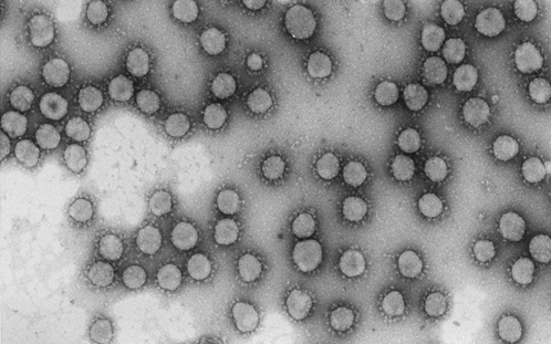 Financiación europea urgente para 2 proyectos de investigación del coronavirus