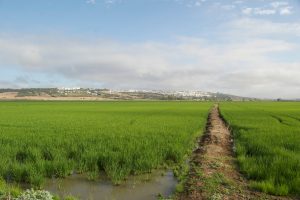 Avanza el contrato de tratamiento contra los mosquitos en La Janda