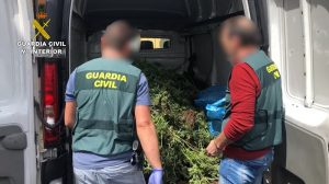 Desmantelan en Chipiona una plantación de cannabis con 3.157 plantas