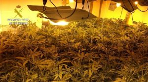 14 detenidos por cultivo y tráfico de marihuana en Puerto Serrano