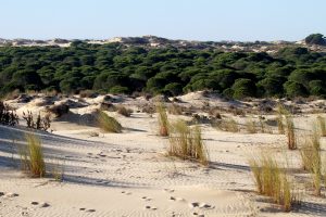 Lectura virtual por el 50 aniversario del Parque de Doñana