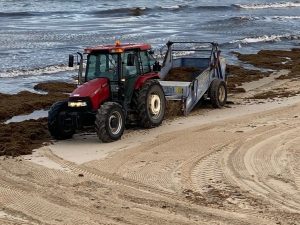 Retirada de algas asiáticas de las playas de Tarifa.