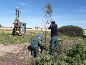 Plantan 180 pinos piñoneros en el parque de la Rana Verde de Chiclana