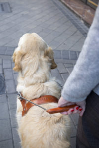 La ONCE entrega cuatro perros guía en Cádiz a pesar de la pandemia