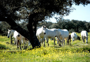 Convocan ayudas por 18,1 millones de euros para el viñedo y equino de cría, afectados por la COVID-19