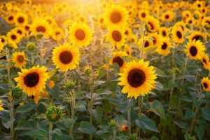 Sevilla, Cádiz y Córdoba reúnen al 90 % de las siembras de girasol en suelo andaluz