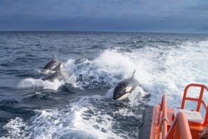 Dos personas de un velero, rescatadas en Tarifa tras la rotura de su timón tras un choque con orcas