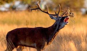 Comienza la berrea... y el otoño en Doñana