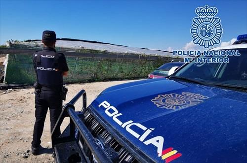 Tres detenidos tras desmantelar un invernadero con más de una tonelada de marihuana en Rota